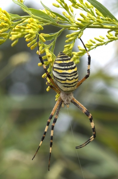 zebraspinne spider tiger spider