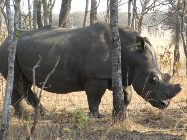 zimbabwe rhinoceros rhino
