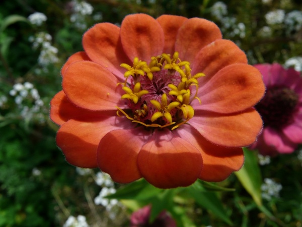 zinnia flower colorful