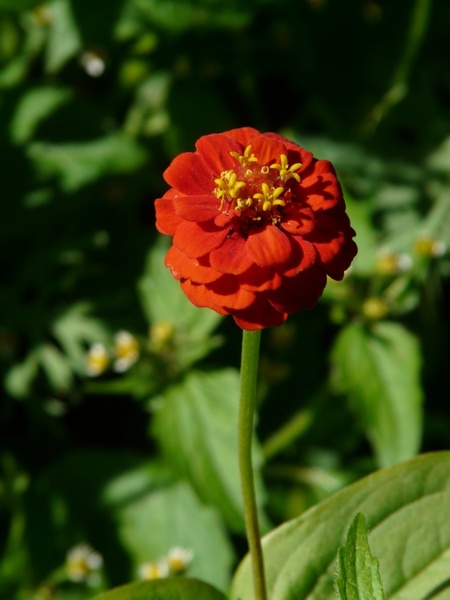zinnia zinnia violacea flower