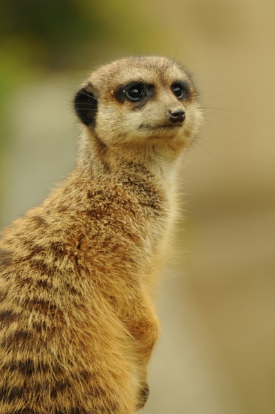zoo animal meerkat 