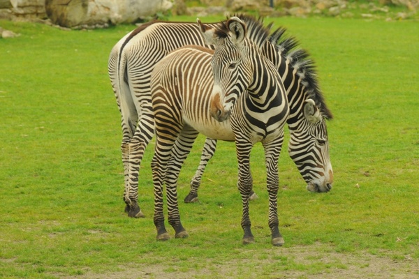 zoo animal zebra 