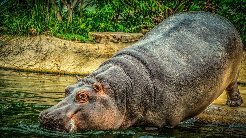 zoo backdrop picture bathing hippo scene 