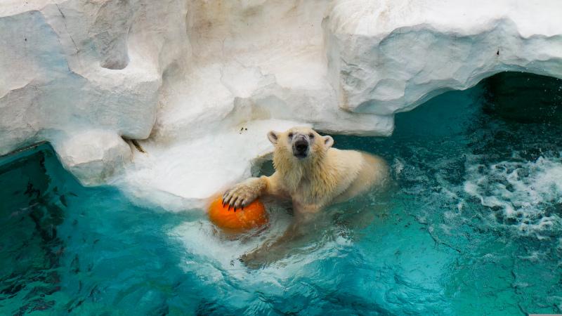 zoo backdrop picture dynamic polar bear 