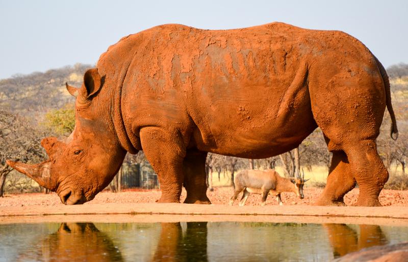 zoo backdrop picture rhino reflection 