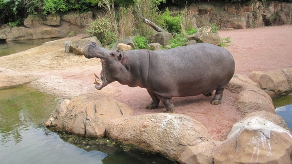 zoo hannover adventure zoo hippo