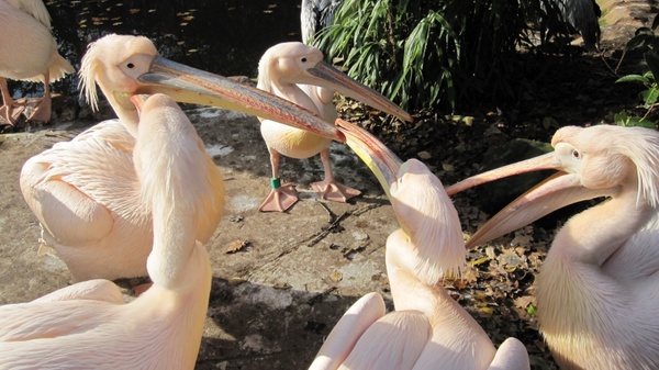 zoo hannover adventure zoo pelikan
