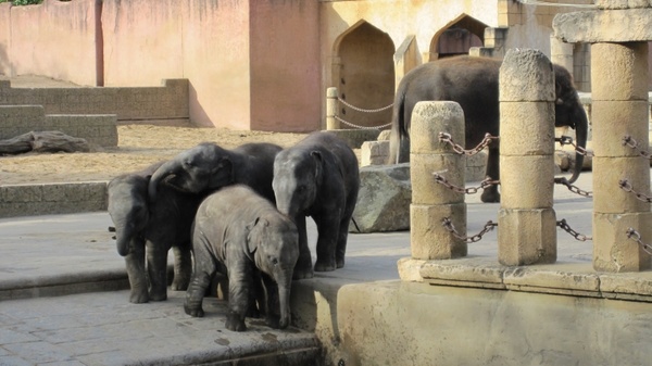 zoo hannover jungle palace elephant