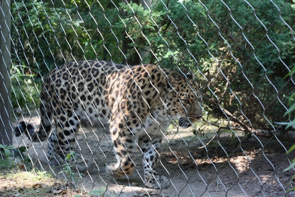 zoo leopard animal