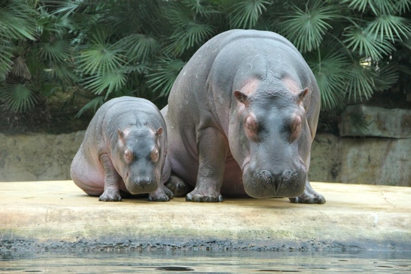 zoo pets hippos