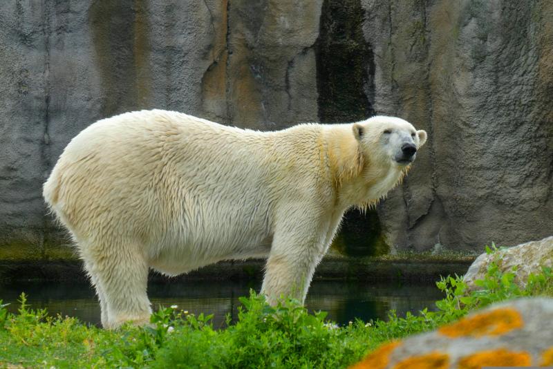 zoo scene backdrop picture elegant polar bear  