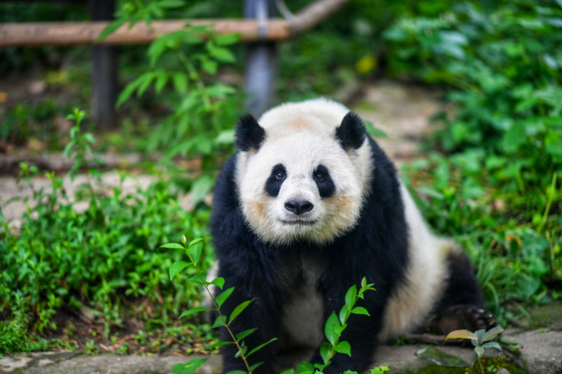 zoo scene picture cute panda bear  
