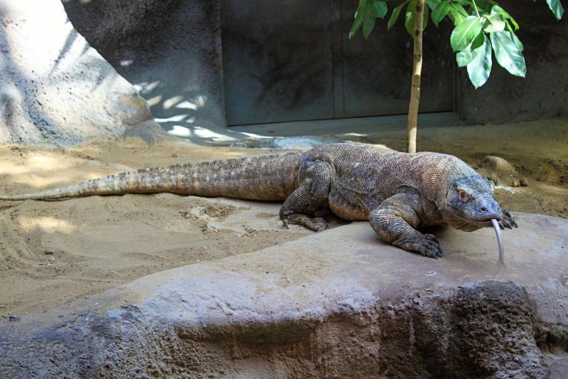 zoo scene picture dynamic crawling komodo dragon   