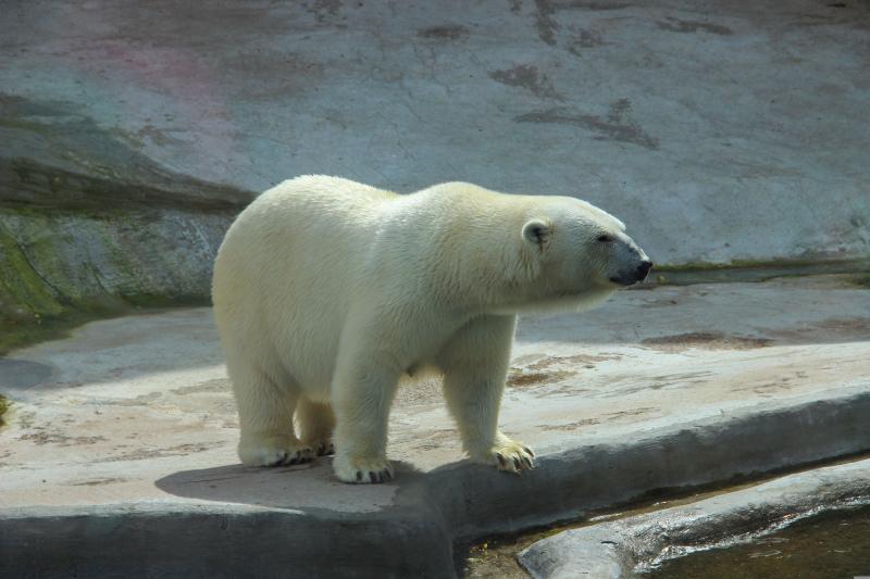 zoo scene picture dynamic polar bear   