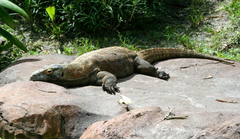 zoo scene picture komodo dragon lying on rock 