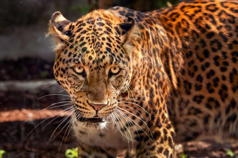 zoo scene picture starring jaguar closeup contrast 