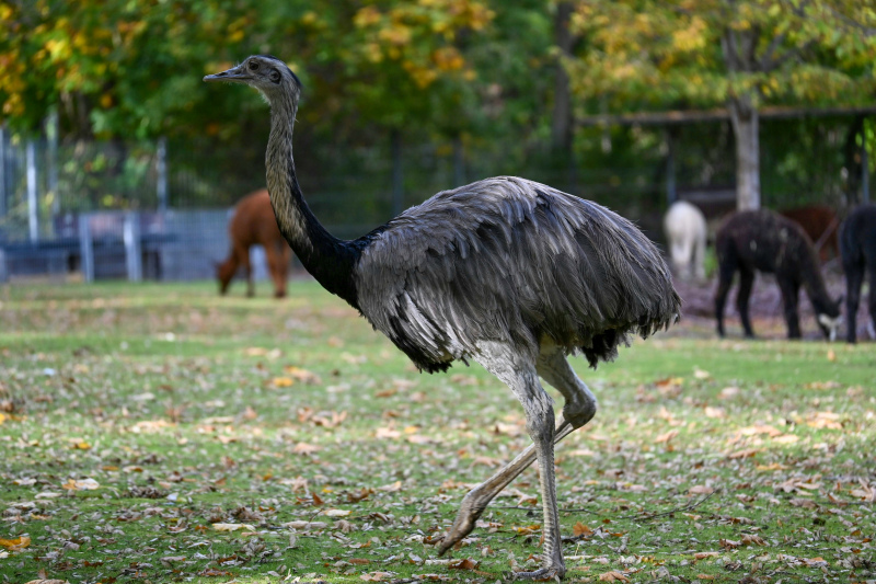 zoo scene picture walking ostrich 