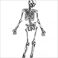 Human skeleton vector free download Free vector for free download about ...