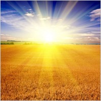 http://images.all-free-download.com/images/graphicmedium/hd_picture_5_of_the_wheat_fields_under_the_sun_166083.jpg