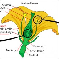 Mature flower diagram clip art Free vector for free download about (1 ...