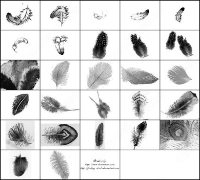 peacock feather photoshop brushes free download