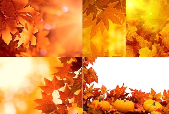 Pumpkin and leaves autumn wallpaper