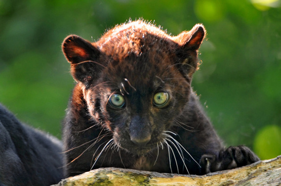 Panther Images Free Stock Photos Download 11 Free Stock Photos For Commercial Use Format Hd High Resolution Jpg Images