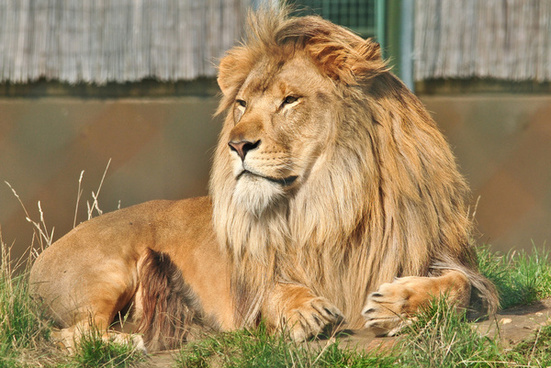 African lions image free stock photos download (564 Free stock photos ...