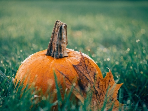 Pumpkin Creeper Free Stock Photos Download 416 Free Stock Photos
