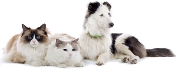 Dog And Cat Stock Photo