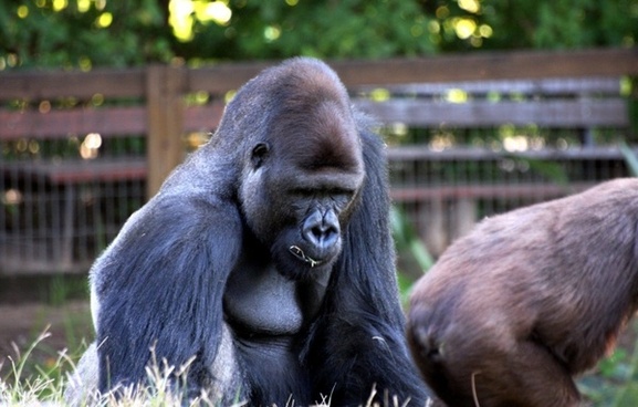 Gorilla Images Free Stock Photos Download Free Stock Photos For Commercial Use Format Hd High Resolution Jpg Images