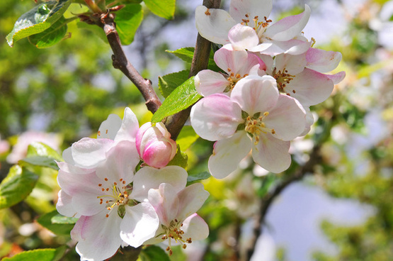 Apple flowers season Free stock photos in JPEG (.jpg) 3072x2304 format ...