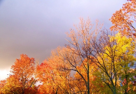 Path in autumn trees Free stock photos in JPEG (.jpg) 2832x2128 format ...