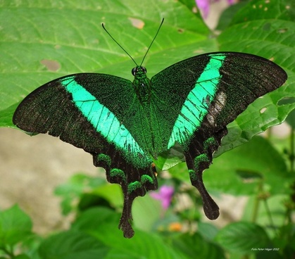 Butterfly from bohol philippines Free stock photos in JPEG (.jpg ...