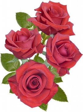 Love Red Roses Images Free Stock Photos Download 9017 Free Stock