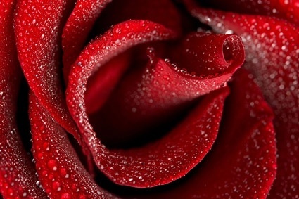 Red Rose Flower Images Free Stock Photos Download 16 095 Free