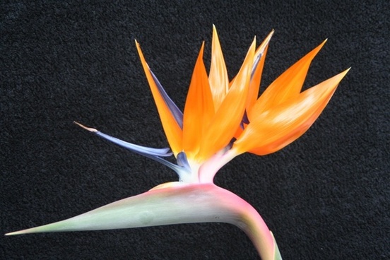 Caudata strelitzia bird of paradise flower Free stock photos in JPEG ...