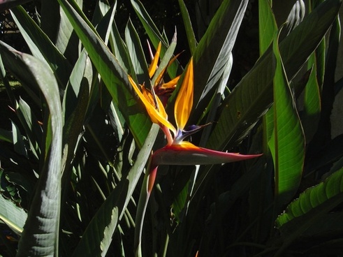 download free bird of paradise plant