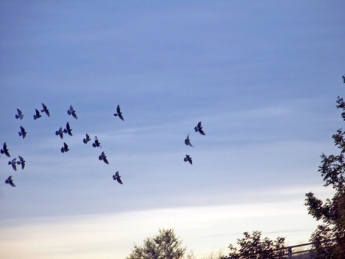 Image result for birds flying in sky