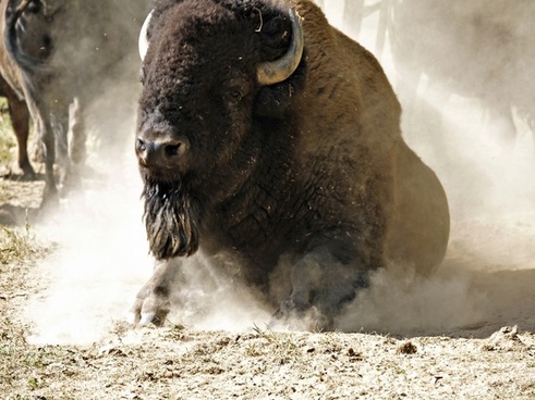 Bison Images Free Stock Photos Download 26 Free Stock Photos For Commercial Use Format Hd High Resolution Jpg Images