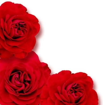 Love Red Roses Images Free Stock Photos Download 9 017 Free Stock