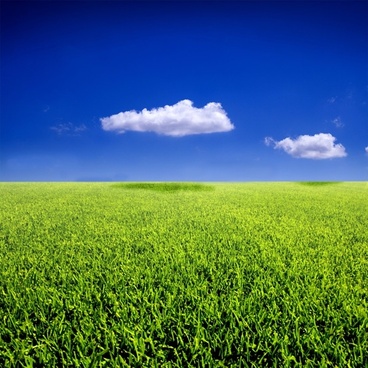 Trees grass blue sky and highdefinition picture Free stock photos in ...