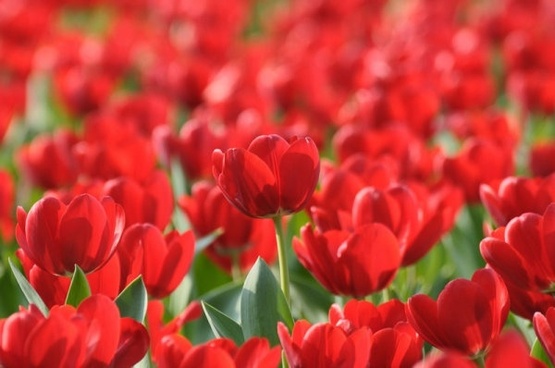 Tulip Flowers Hd Free Stock Photos Download 13078 Free Stock