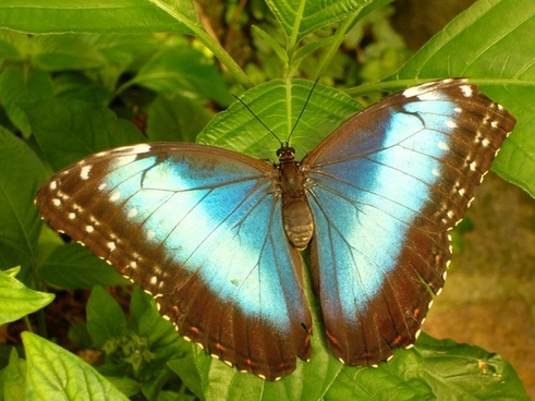 Dovetail butterfly insect Free stock photos in JPEG (.jpg) 1024x768 ...