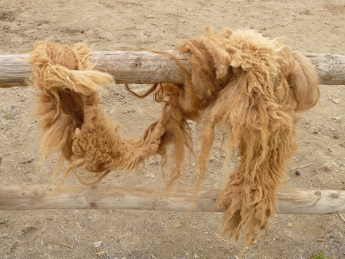 camel hair fur coat 41mb kamel