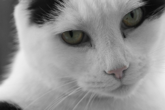 White Cat Image Free Stock Photos Download 7 991 Free Stock Photos For Commercial Use Format Hd High Resolution Jpg Images