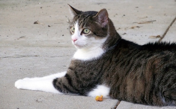Cat Pictures Free Stock Photos Download 1 146 Free Stock Photos For Commercial Use Format Hd High Resolution Jpg Images