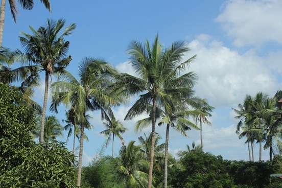 Coconut Tree Free Stock Photos Download 12 438 Free Stock Photos For Commercial Use Format Hd High Resolution Jpg Images Sort By Unpopular First