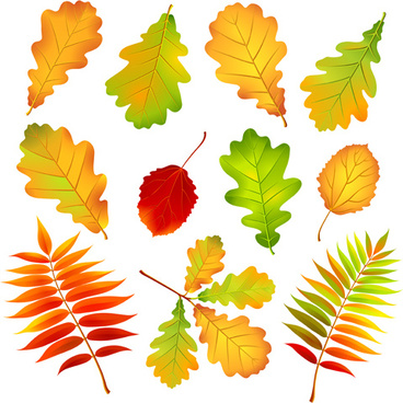 Colorful leaf free vector download (33,756 Free vector) for commercial