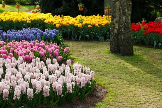 Flower Garden Background Free Stock Photos Download 19 479 Free Stock Photos For Commercial Use Format Hd High Resolution Jpg Images